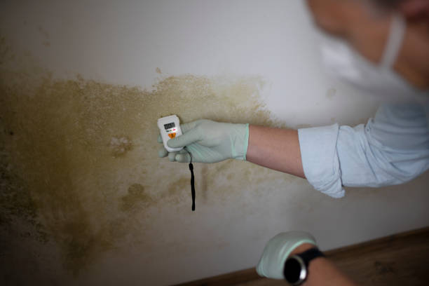 Best Residential Mold Remediation in Cass City, MI