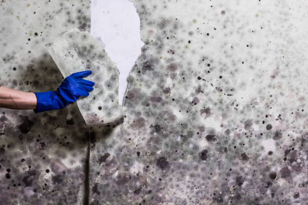 Best Black Mold Remediation in Cass City, MI