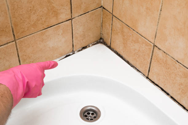 Best Mold Testing and Inspection Services in Cass City, MI
