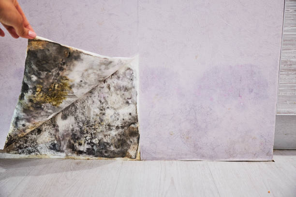 Best Insurance-Related Mold Remediation in Cass City, MI